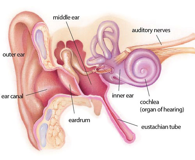Drawing of the parts of the ear